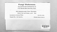 Uromyces viciae-fabae image
